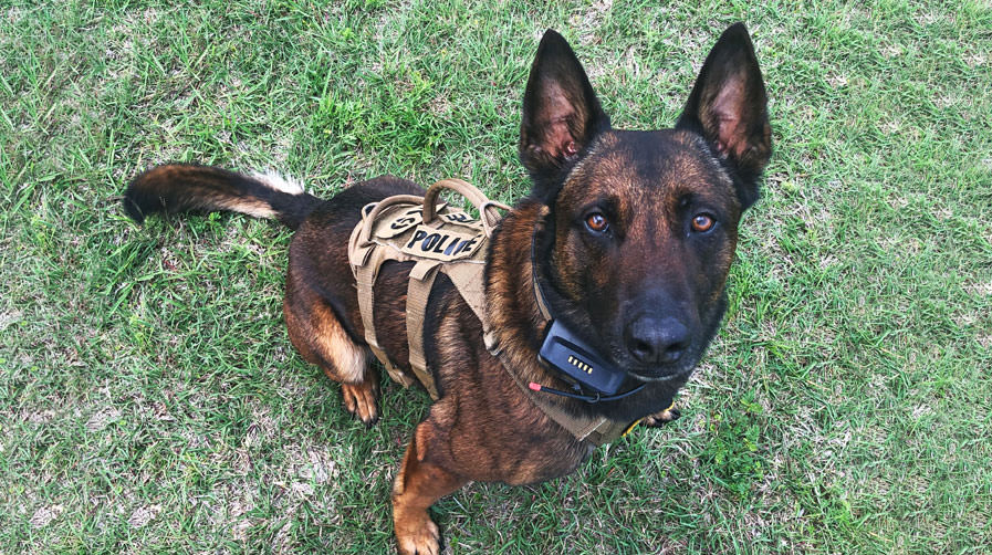Ray Allen Manufacturing: Tactical Dog Gear